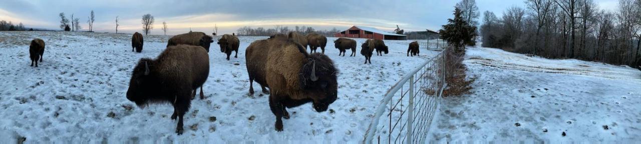 Amish Made Cedar Cabin With A Loft On A Buffalo Farm Close To The Buffalo River Marshall Esterno foto